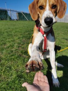 Pet Image